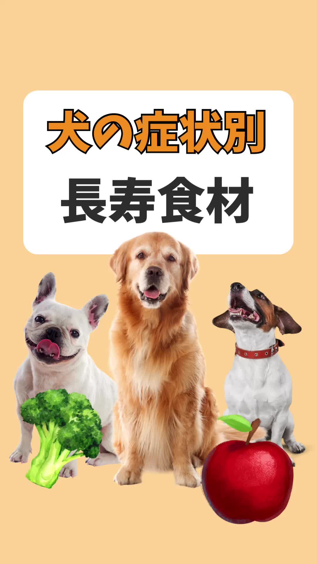 @都内のチワワ
