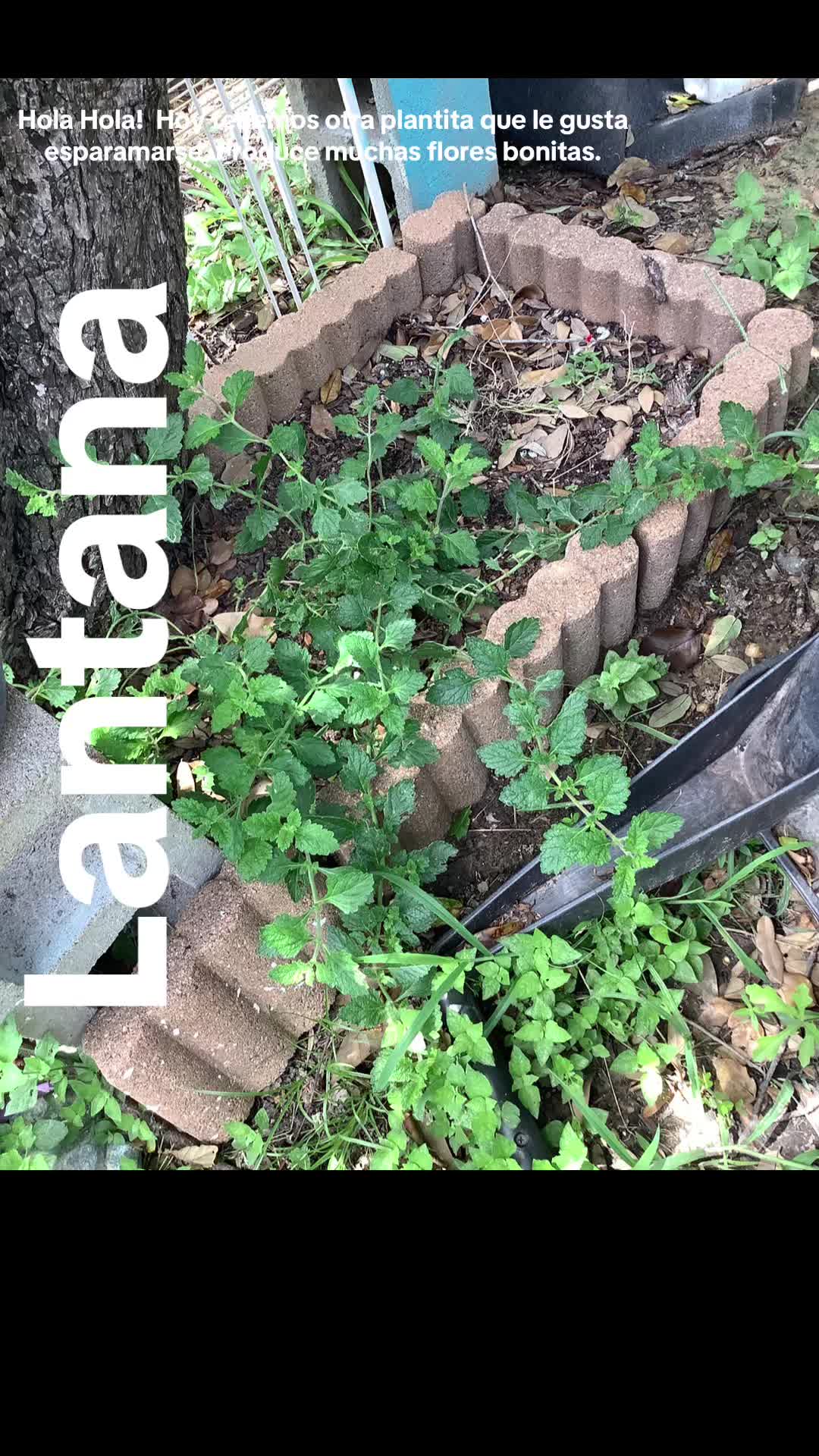 @Rosa Mata Flores