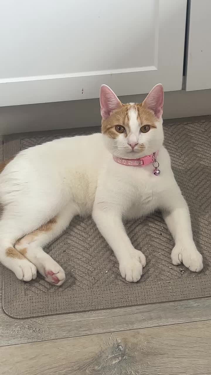 @Hanna 🐈 &amp; Mayrie 👱&zwj;♀️