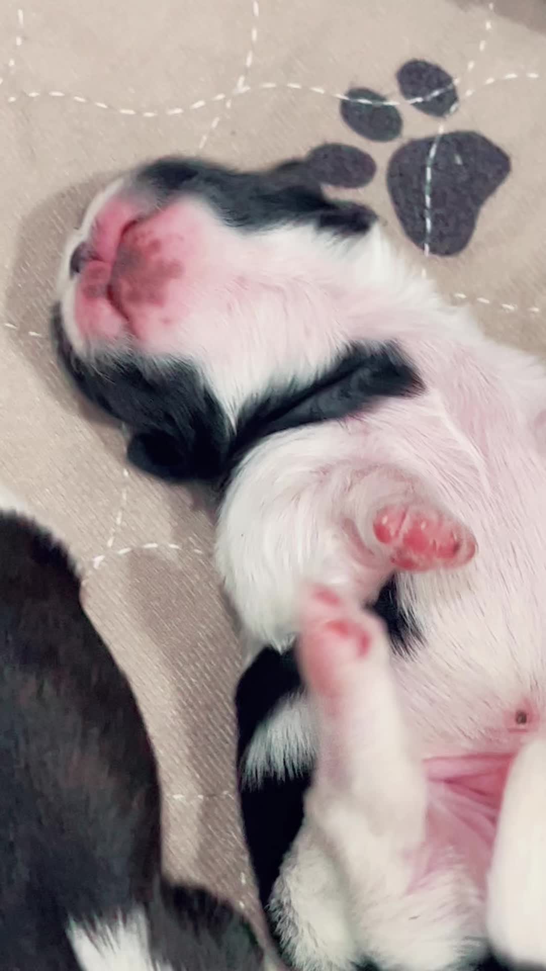 @SHIHTZU SOIR&Eacute;E