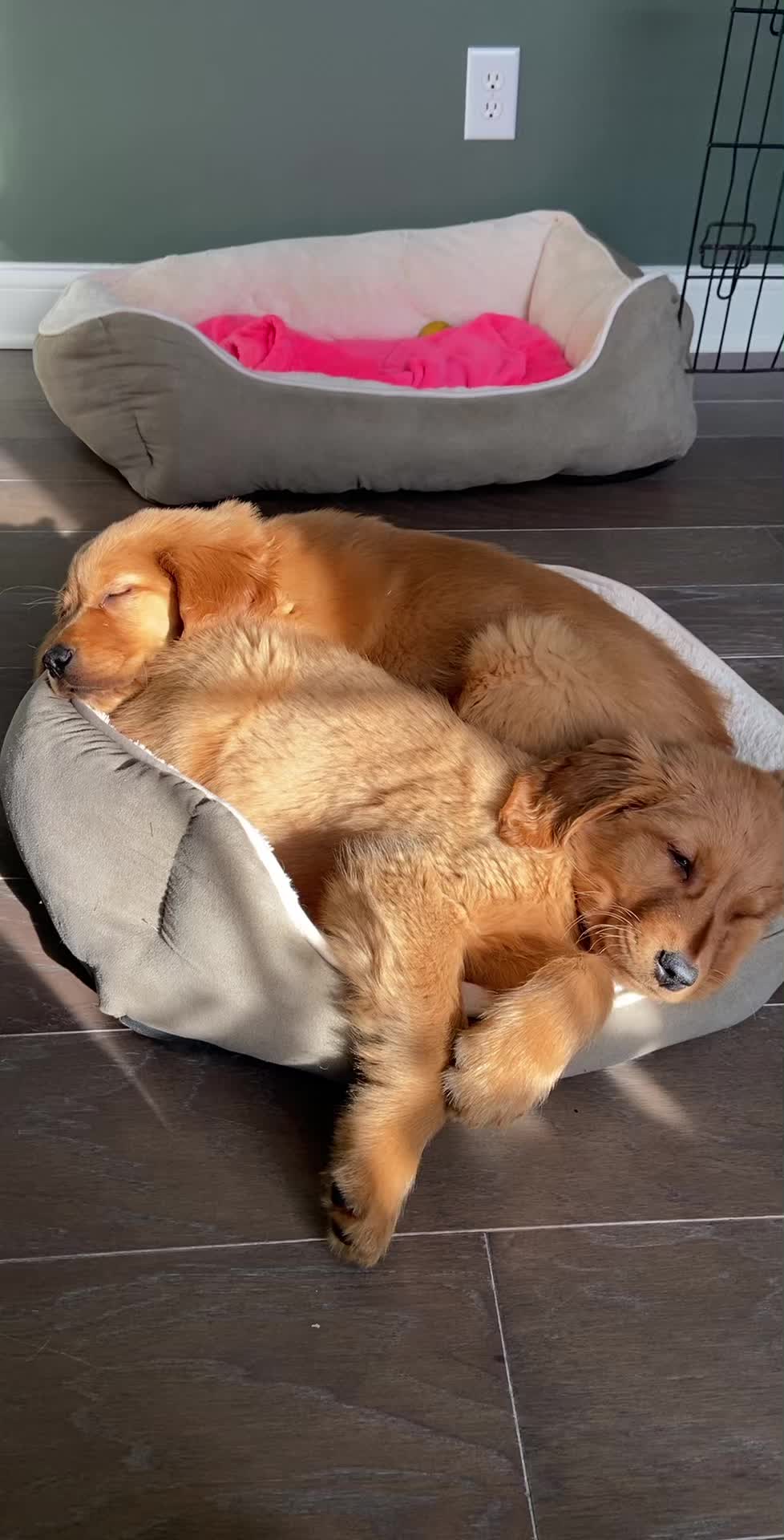 @anna + dogs