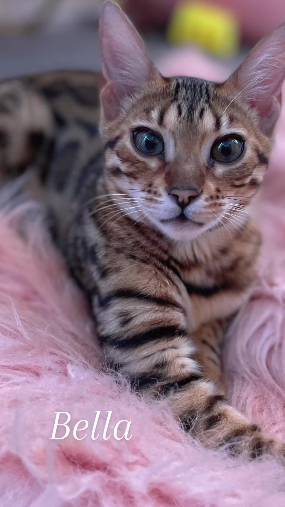 @Jasper🐆Bella🐆Safari🐆