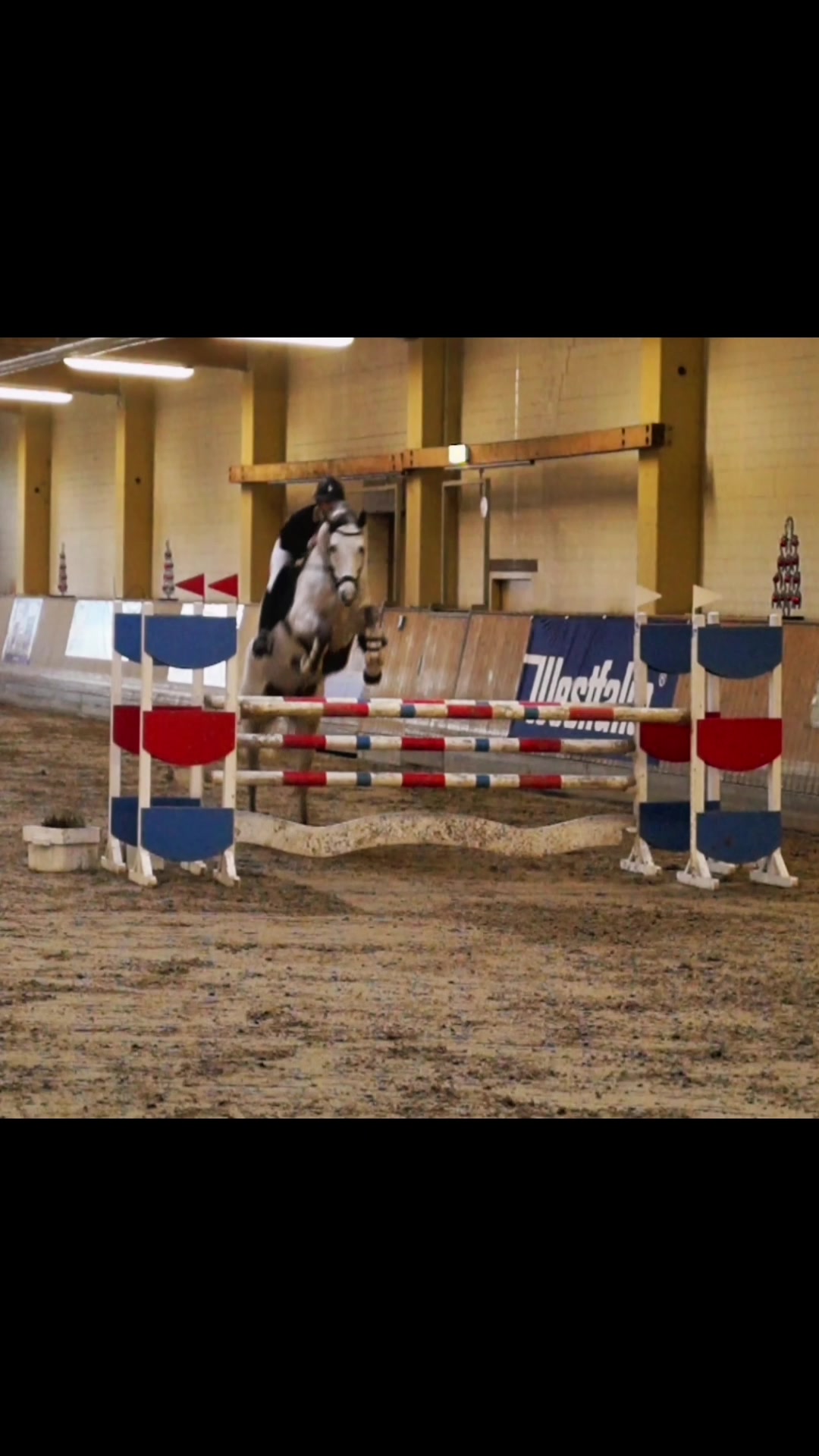 @Sir Ludwig Equestrian
