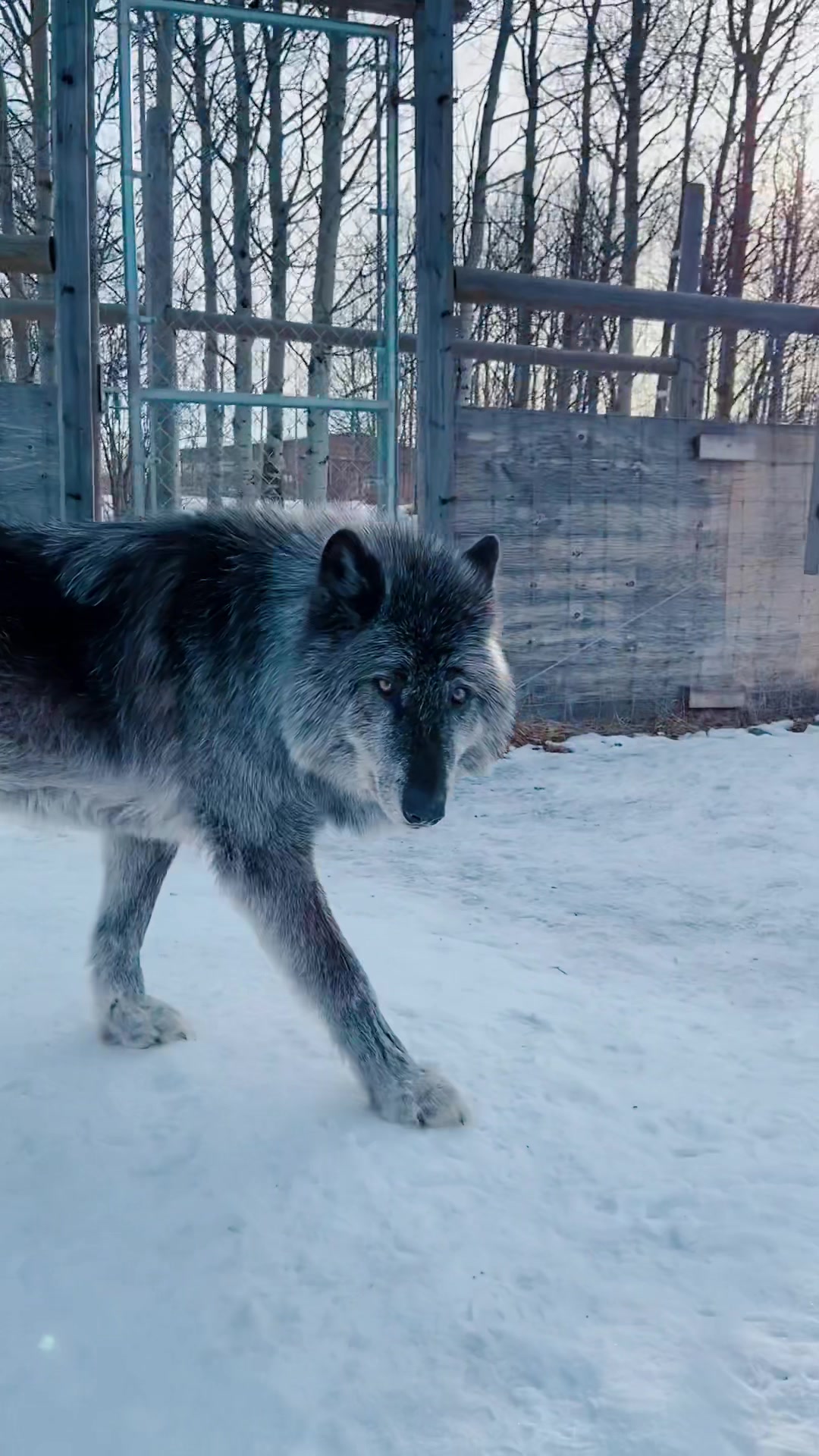 @Yamnuska Wolfdog Sanctuary