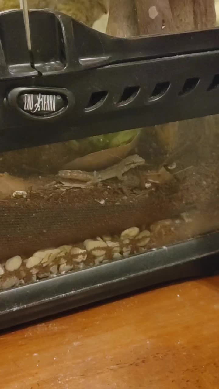 @WIreptiles