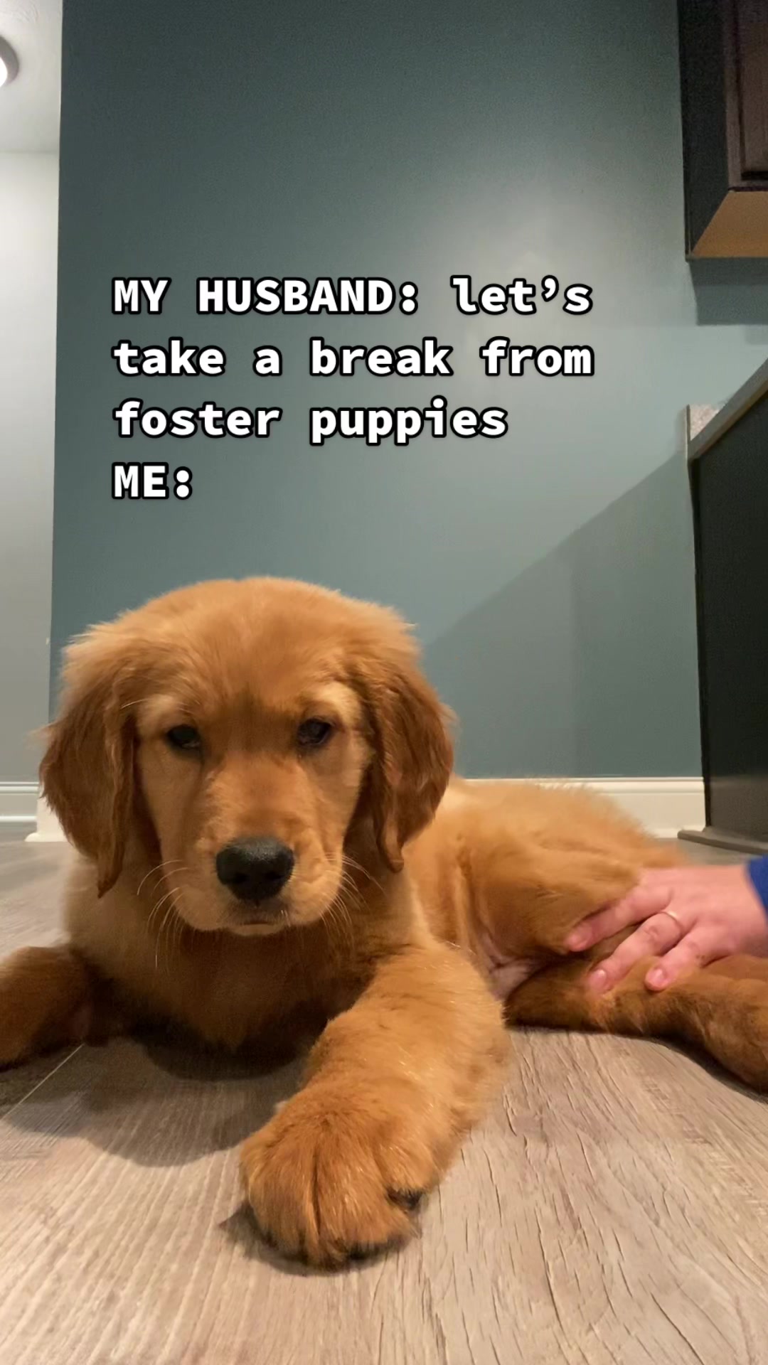 @anna + dogs