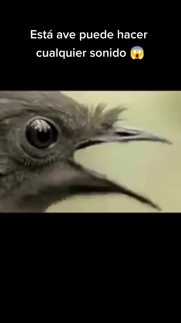 @El_Red