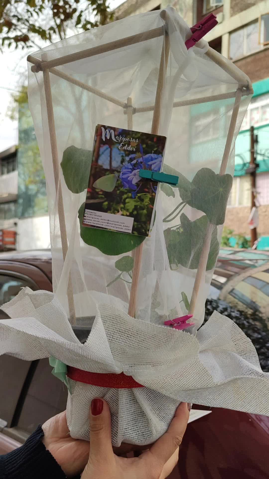 @Mariposas_EddVi