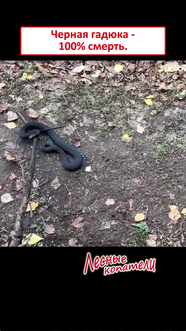 @Лесные Копатели