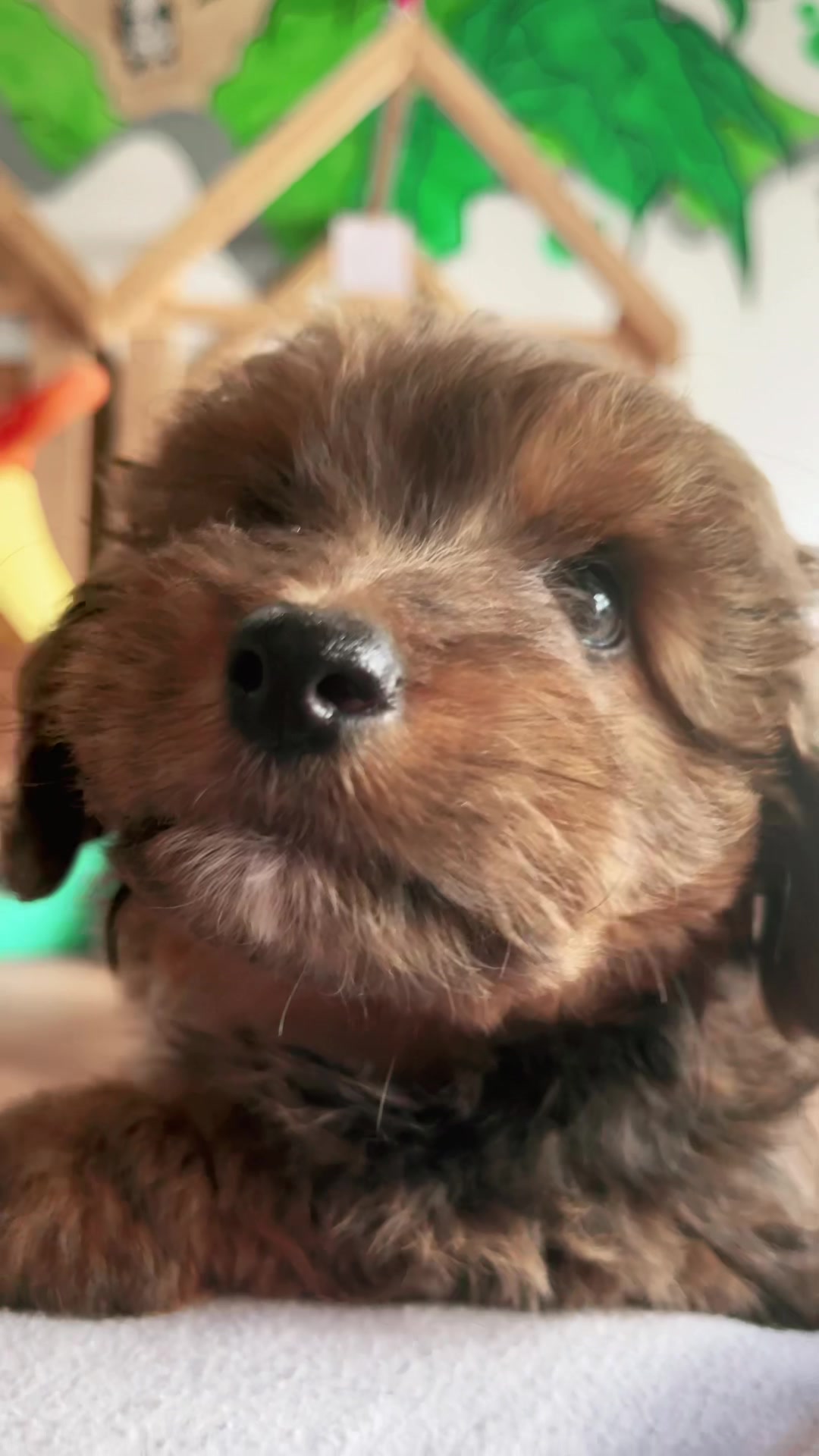 @Puppy City