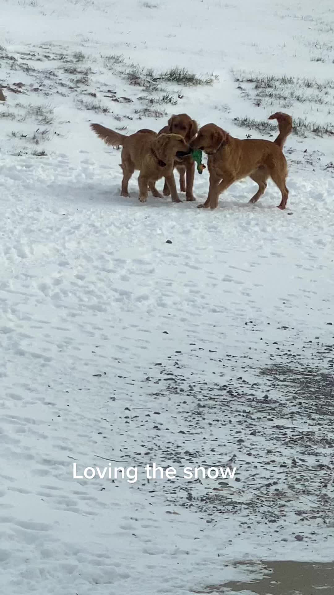 @Family full of goldens