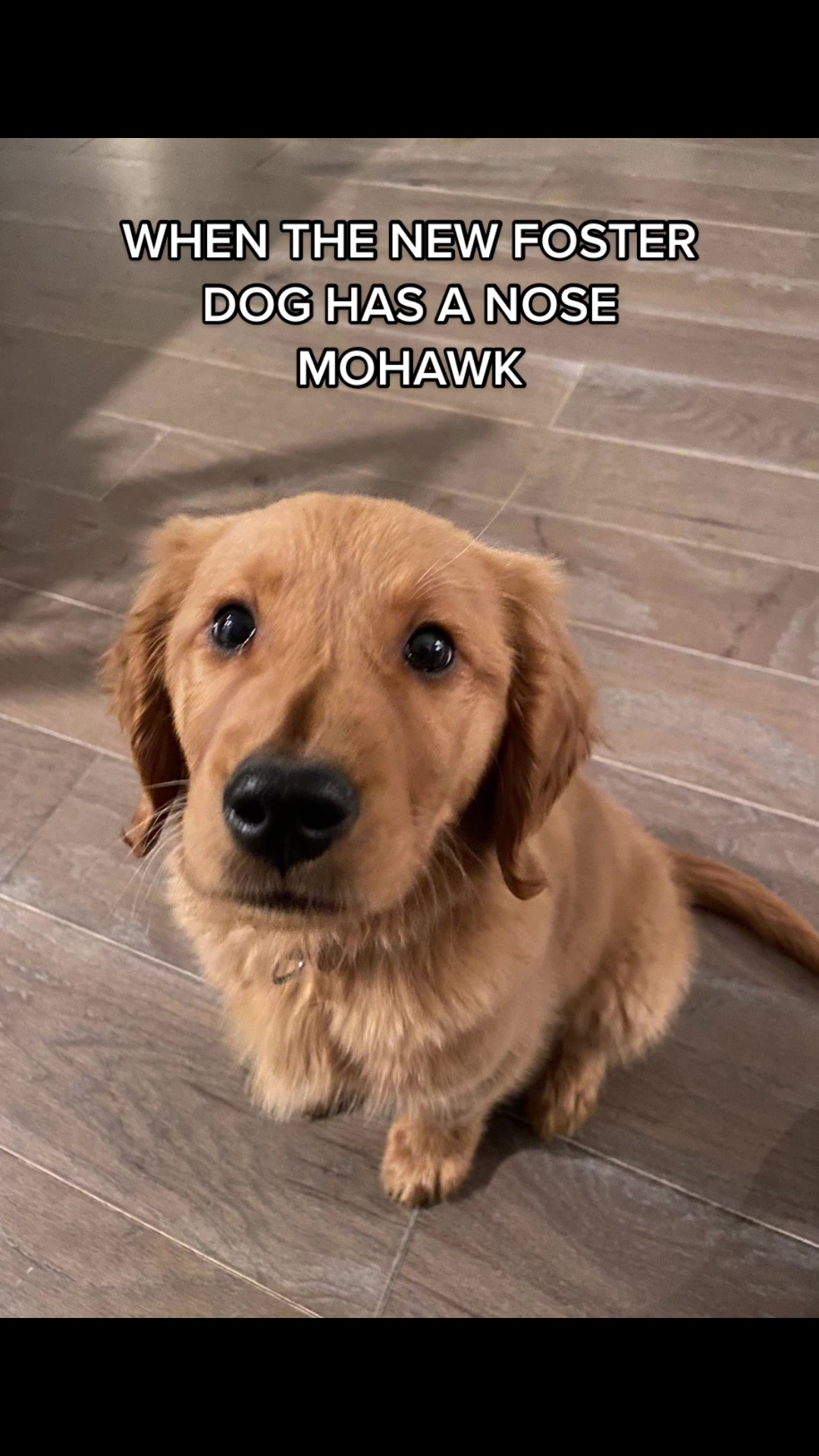 @anna + dogs