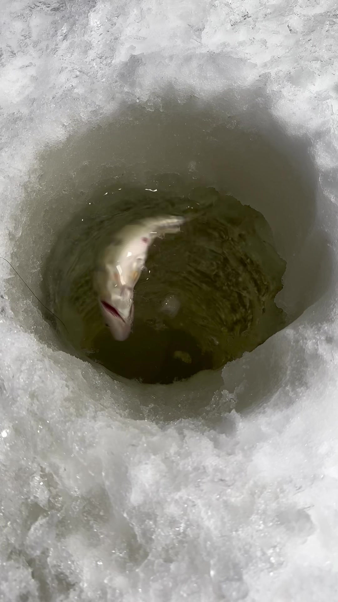 @Walleye Fever