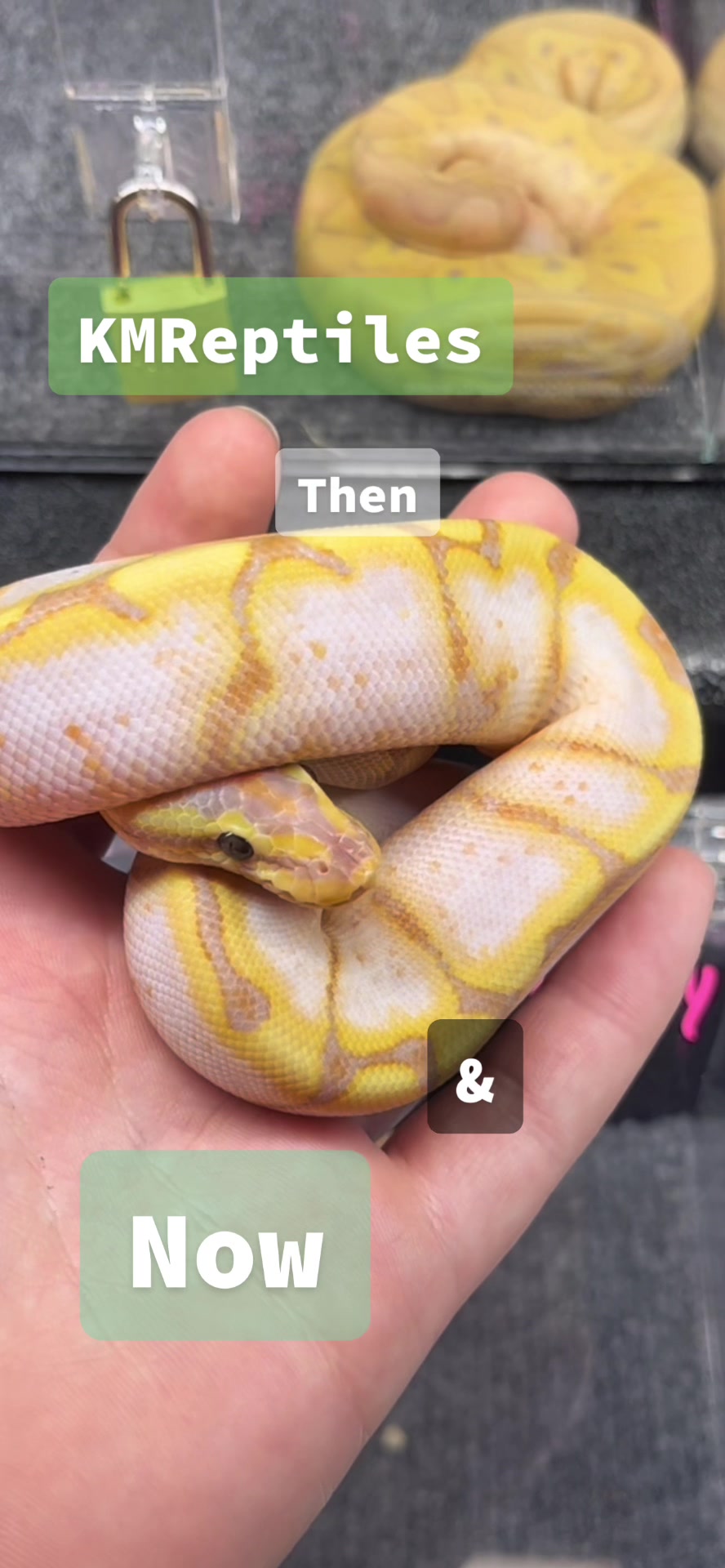 @KMReptiles