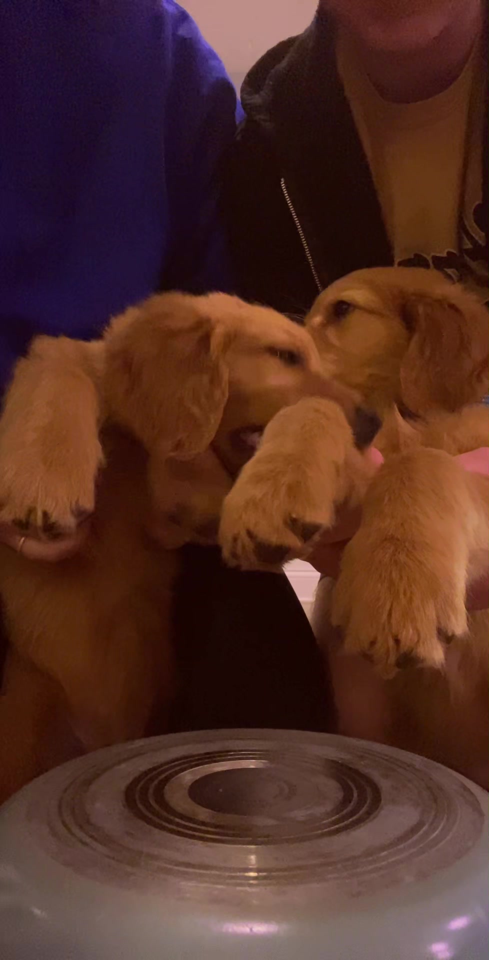 @anna + dogs