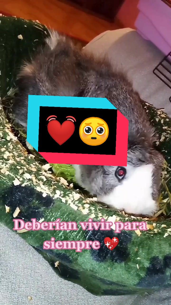 @elrat&oacute;n