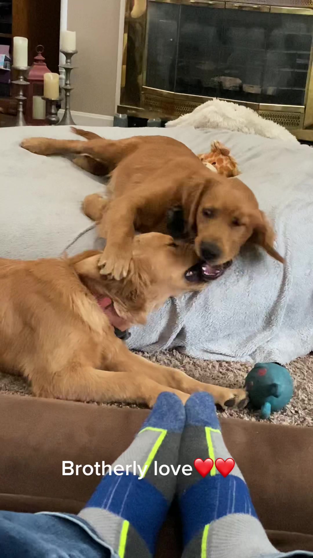 @Family full of goldens