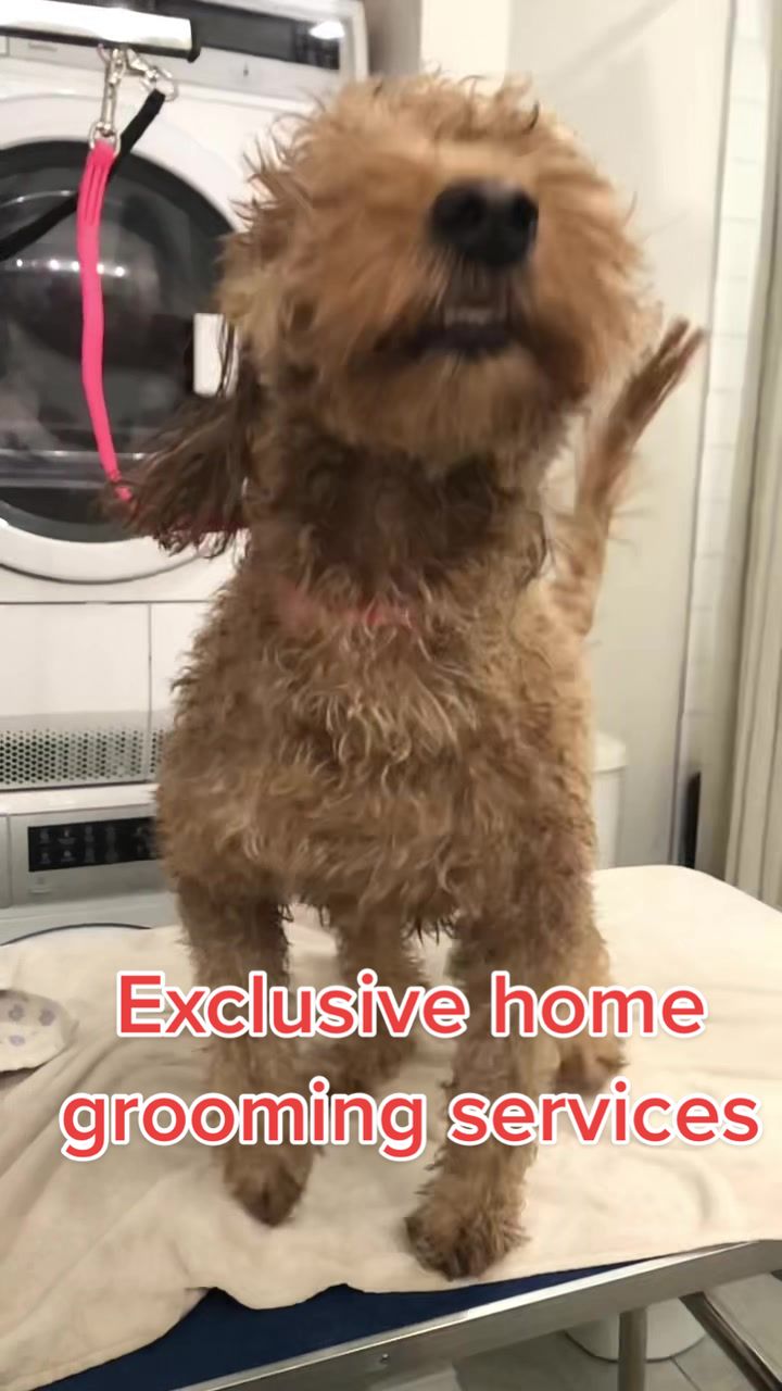 @Sincere Groomer