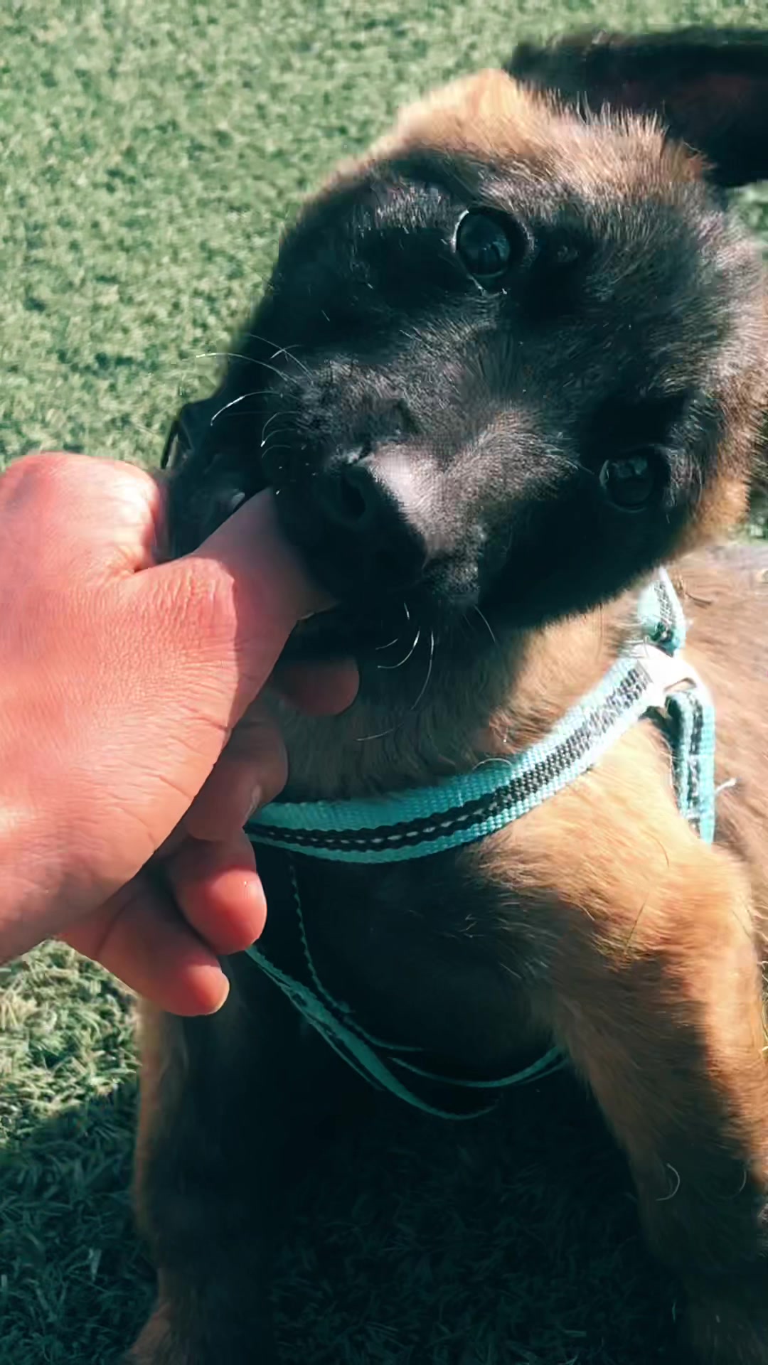 @J A F J A F 🐺