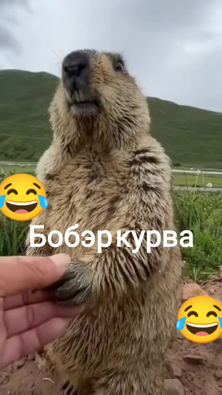 @MEMAS