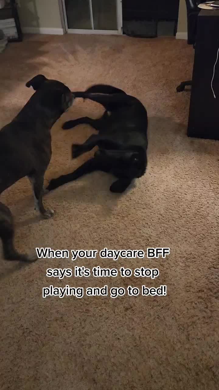 @diamondsdoggydaycare