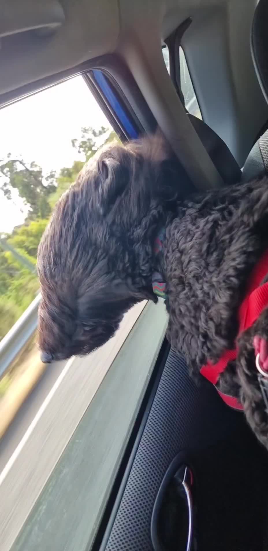 @MontyTheLabradoodle