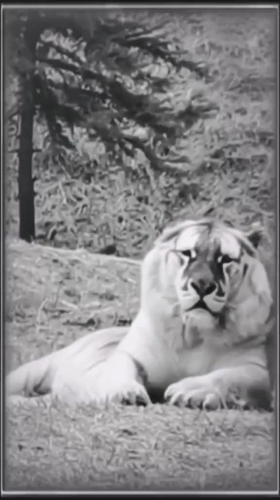 @🔱🦁🅰🆂🅻🅰🅽🦁🔱
