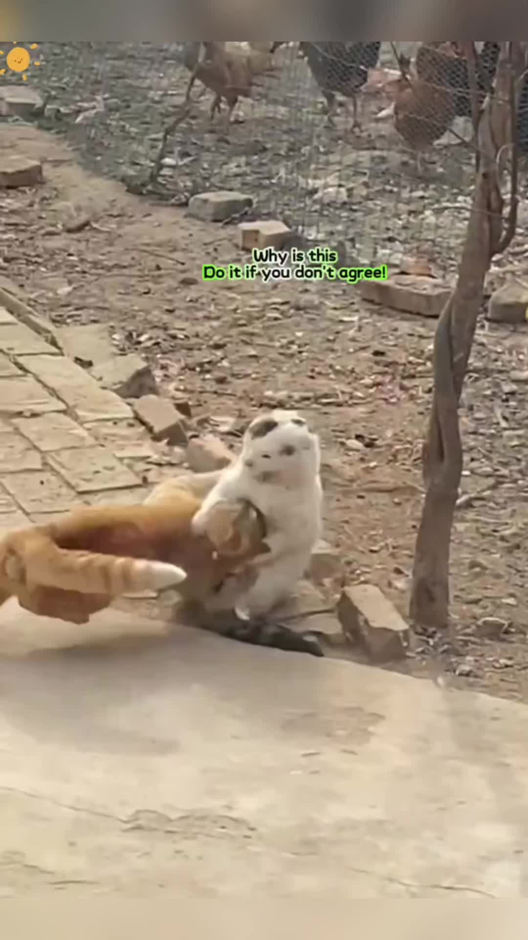 @Animal Home