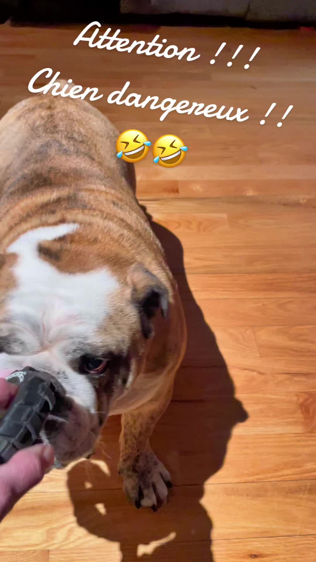 @Pedrobulldog