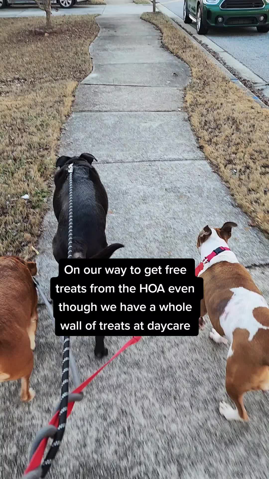@diamondsdoggydaycare
