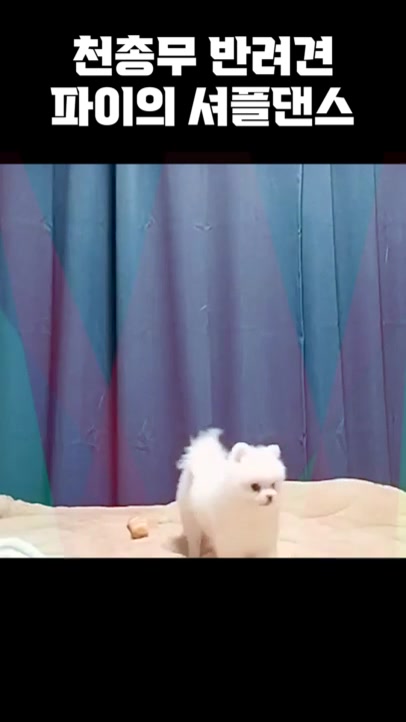 @곰돌이 티비
