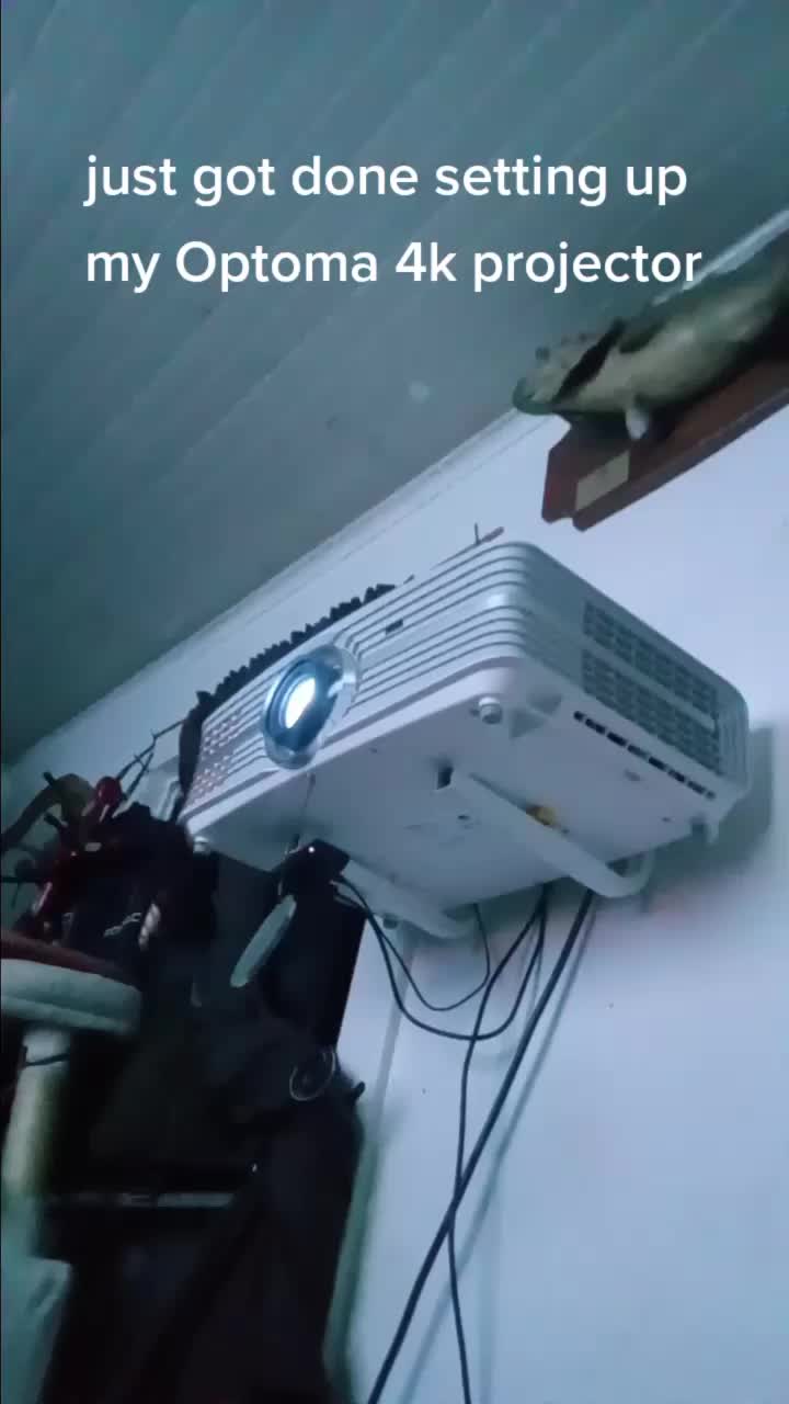 @Relaxcat_Tigerjames