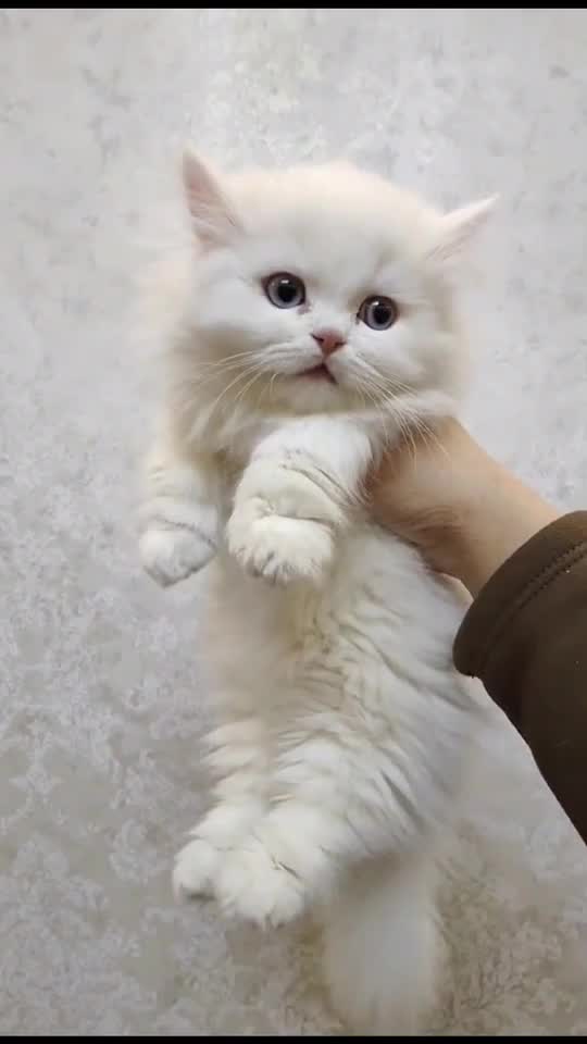 @子明师兄炼炁