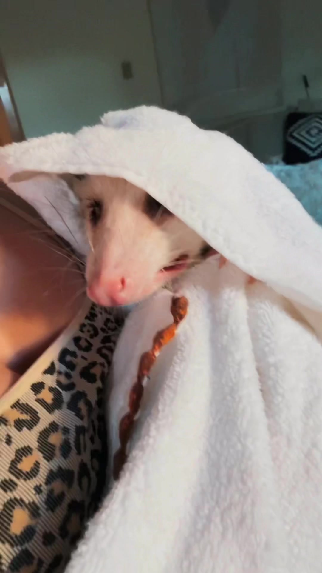 @Poppy Opossum