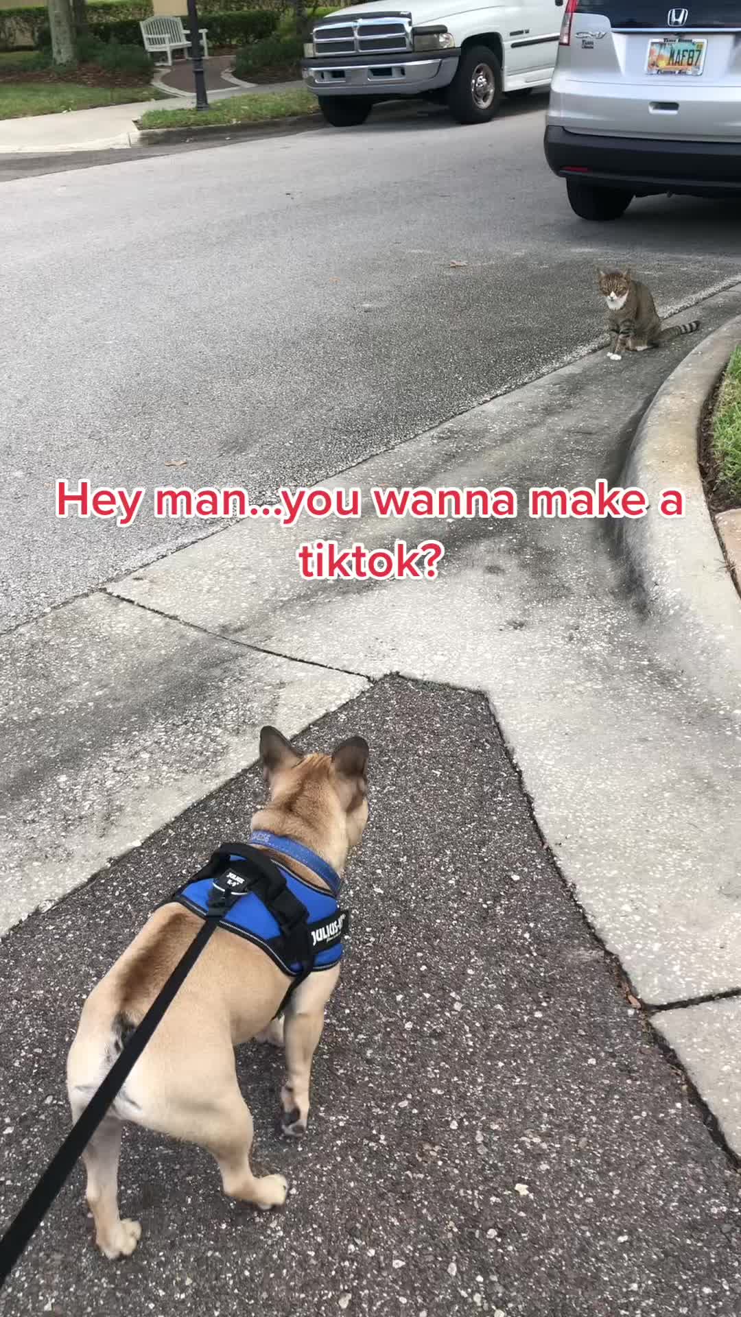 @Bagel the OG Frenchie