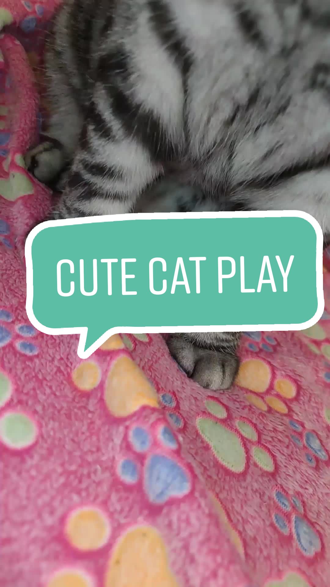 @💎 Purrito ❤😹😻