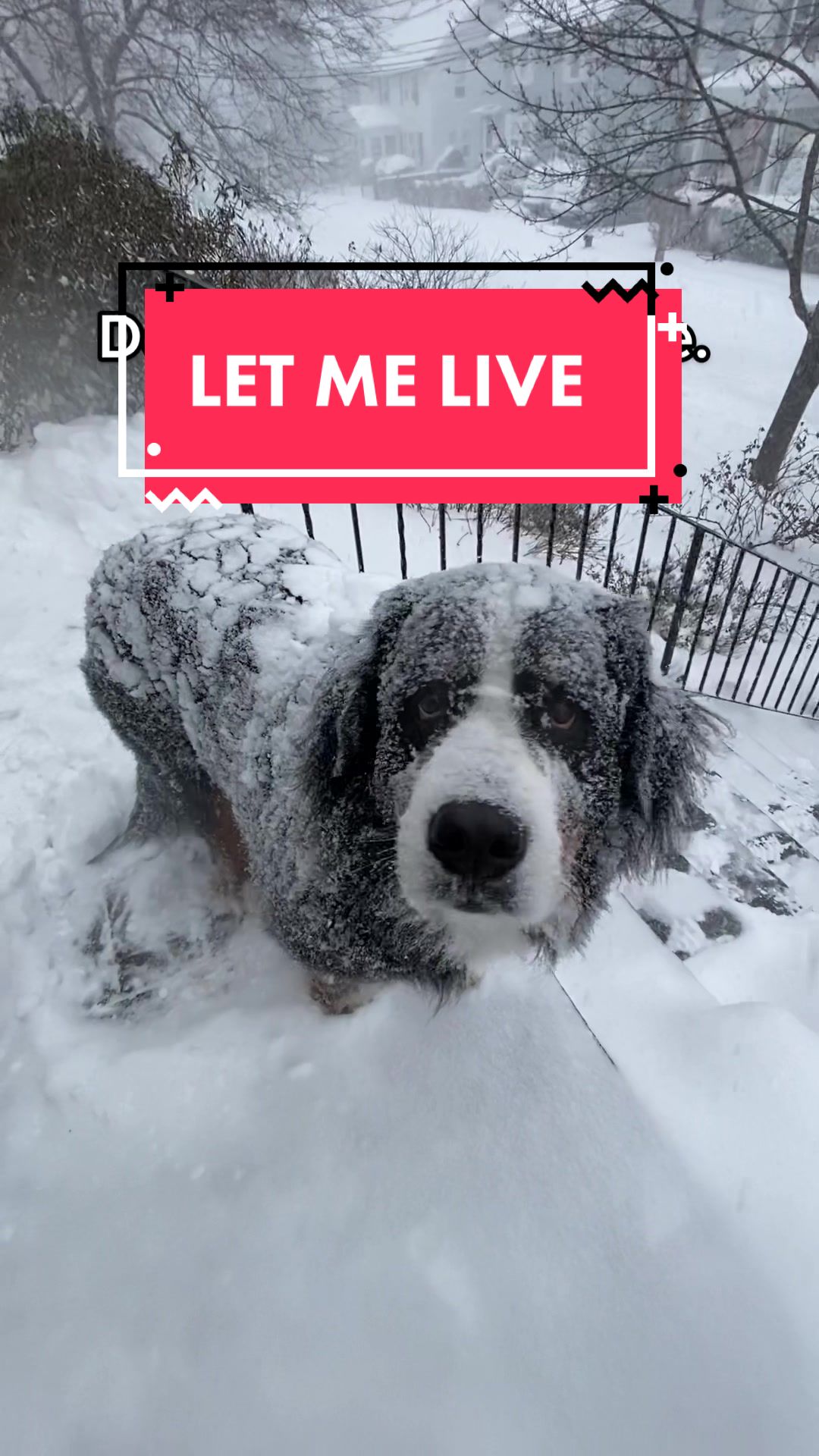 @Ivy the Berner