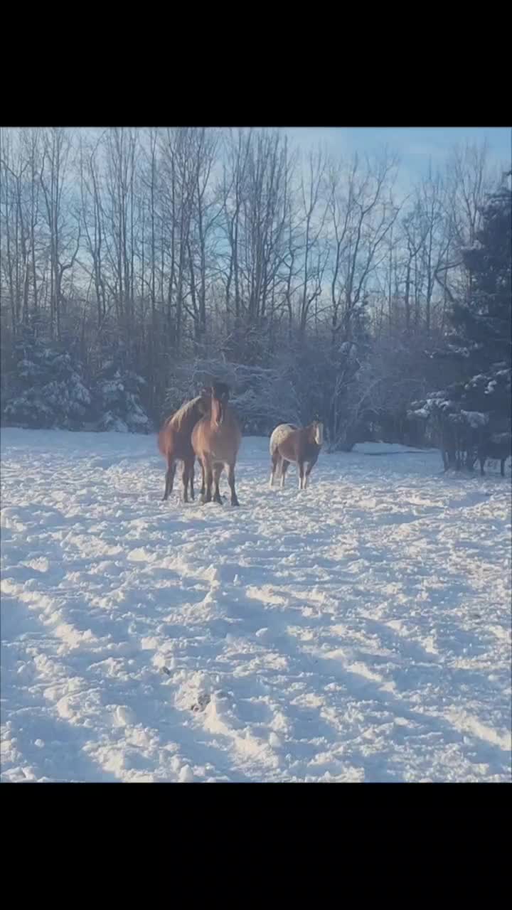 @Horse Heroes Alberta
