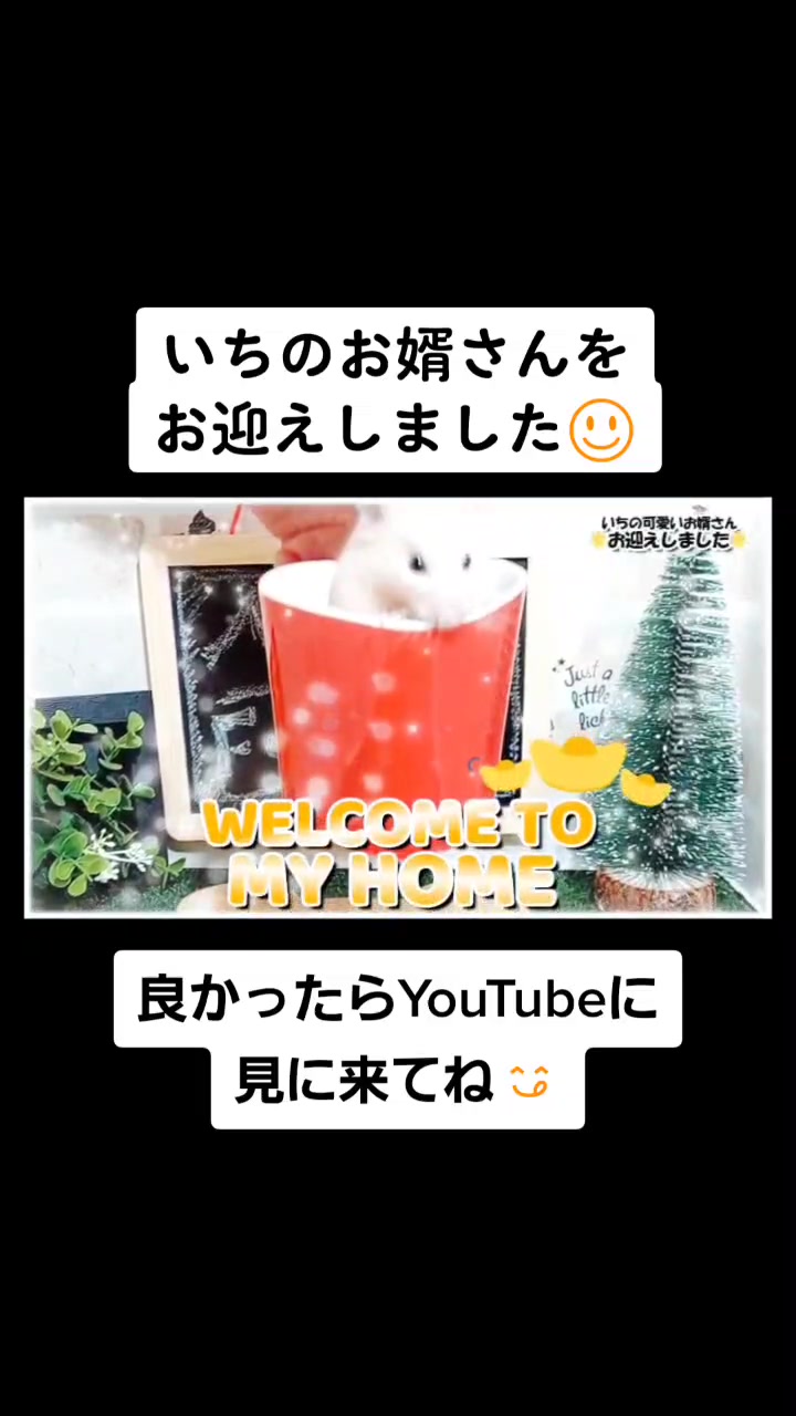 @ようちゃんAnimalPetTV