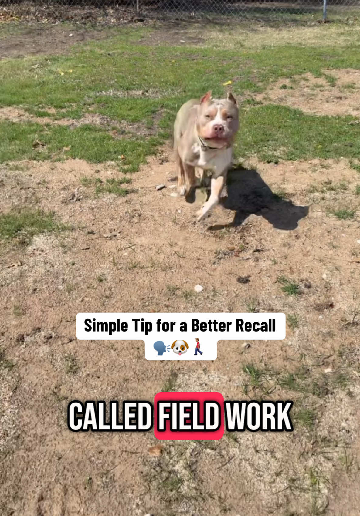 @Better Best Dog