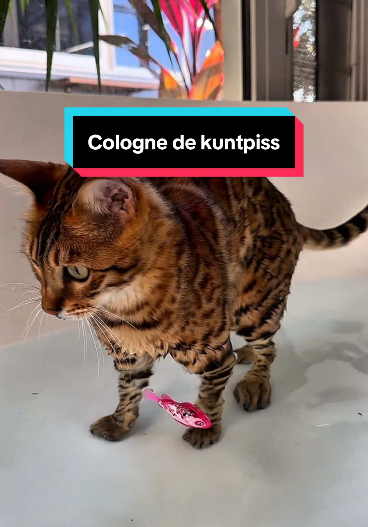 @Skeeter The Bengal