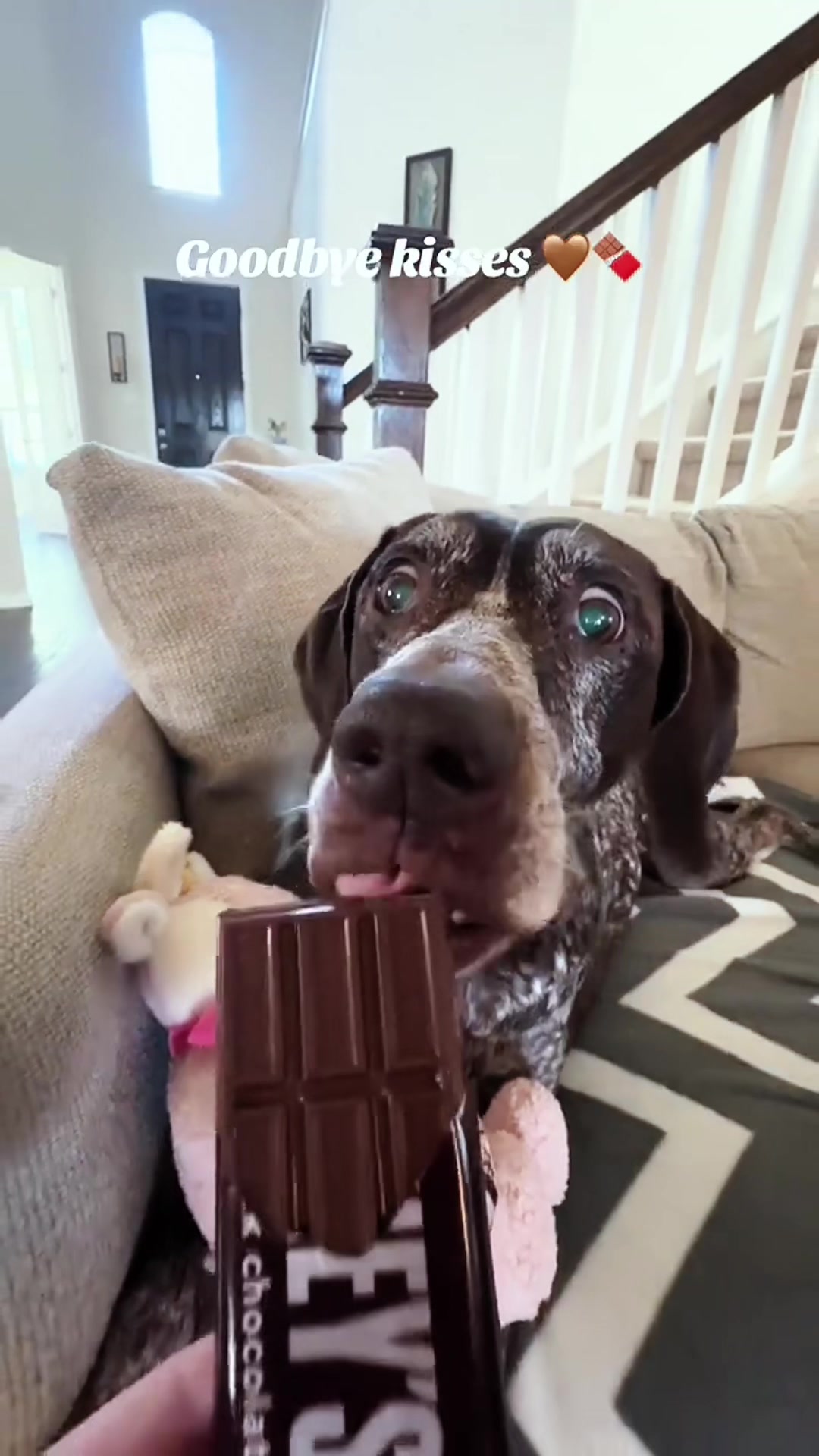 @charliethecharmingpup