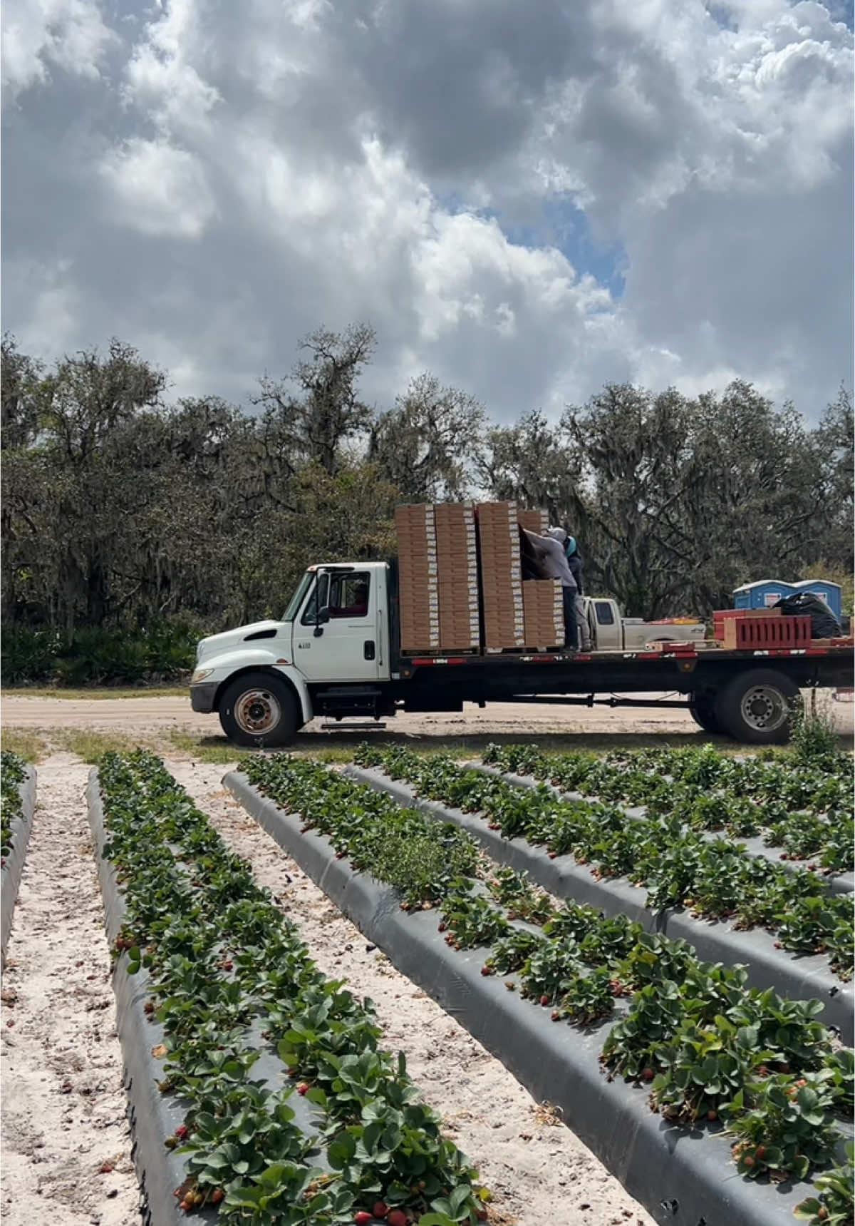 @AVL HARVESTING 👨&zwj;🌾