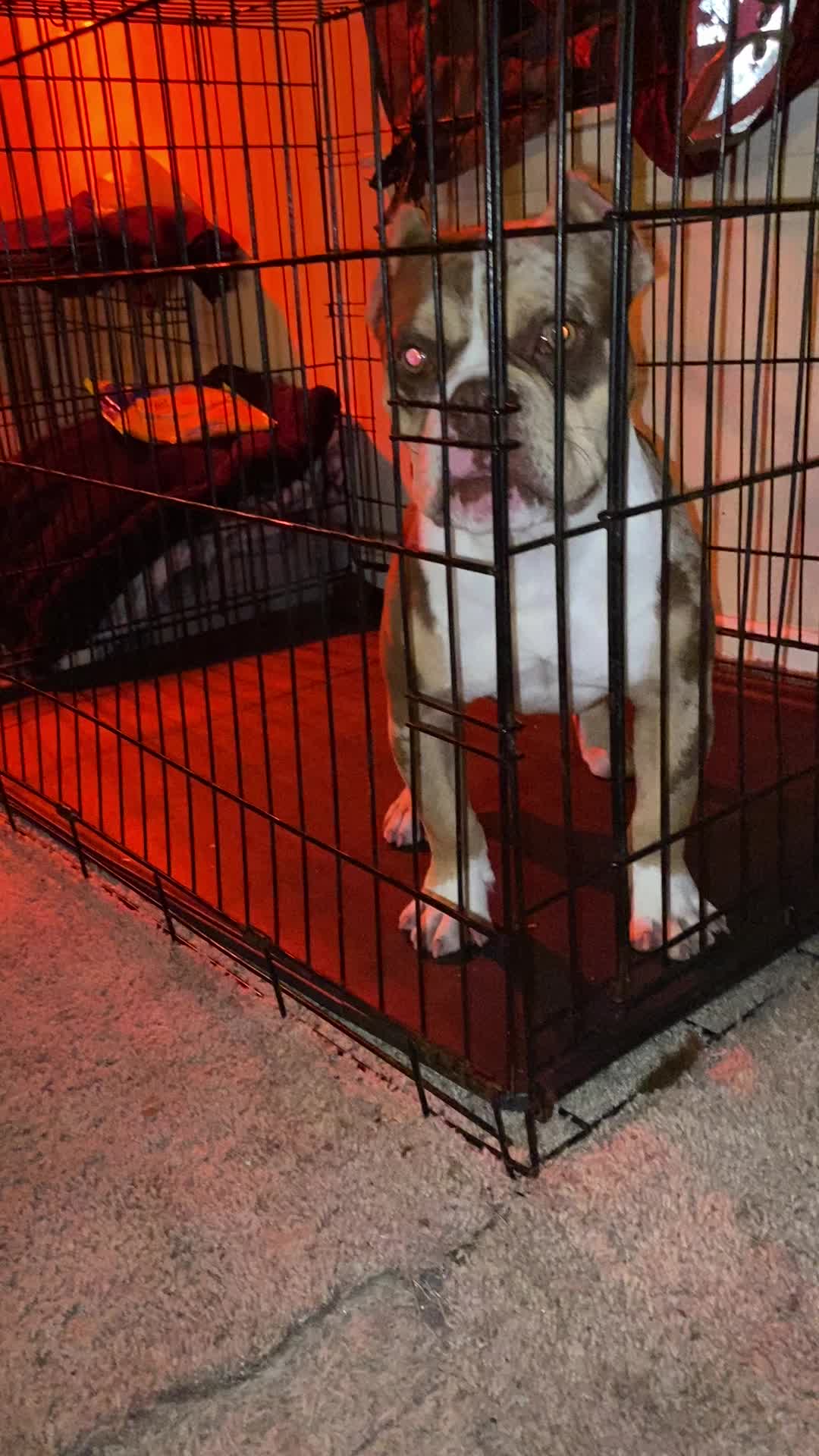 @DSGKENNELS
