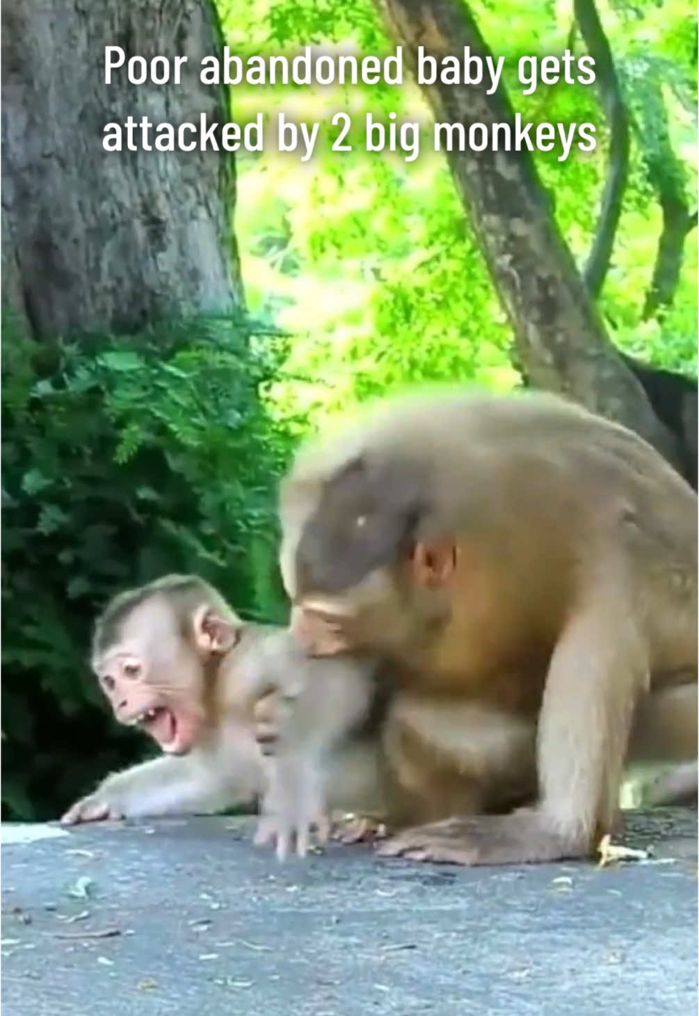 @Baby Monkey Life