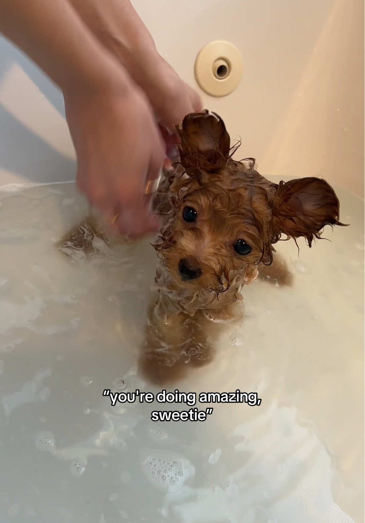 @Honey The Pomapoo 🧸