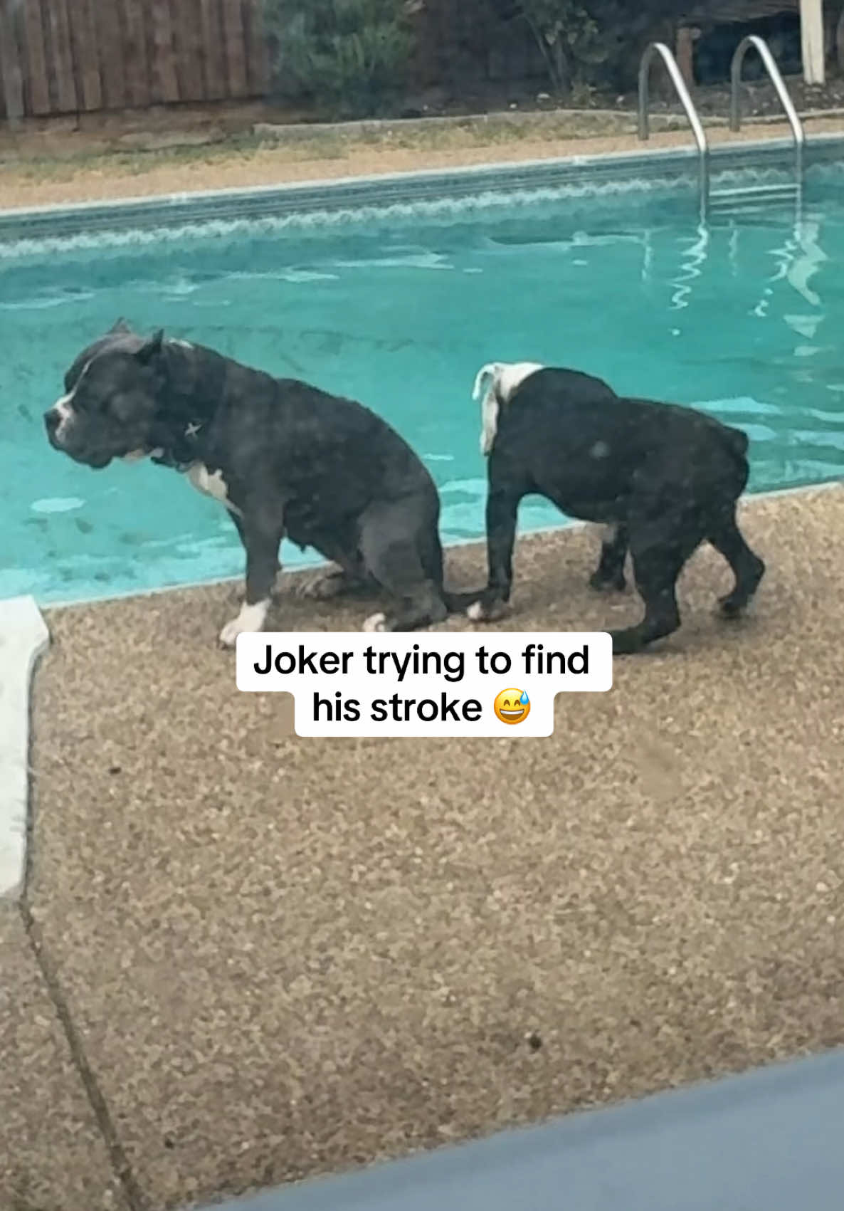 @Better Best Dog
