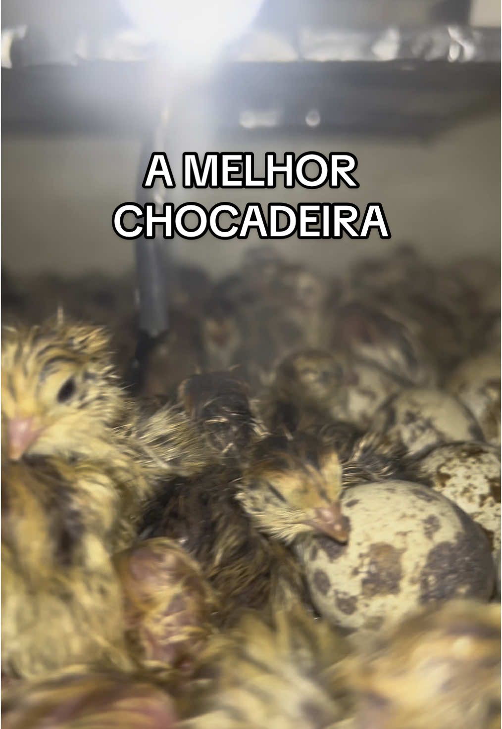 @souza