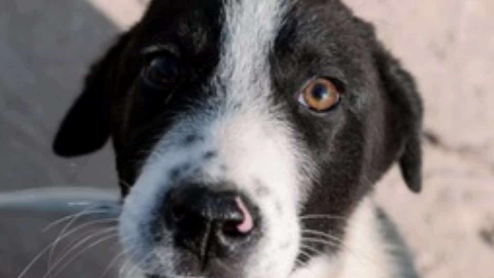 @Greek Animal Rescue
