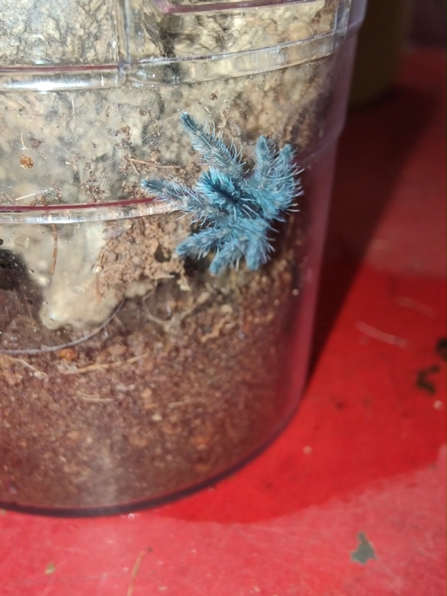 @The Spider Shop